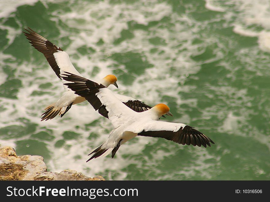A couple yellow-headed gulls over the Pacific Ocean, New Zealand