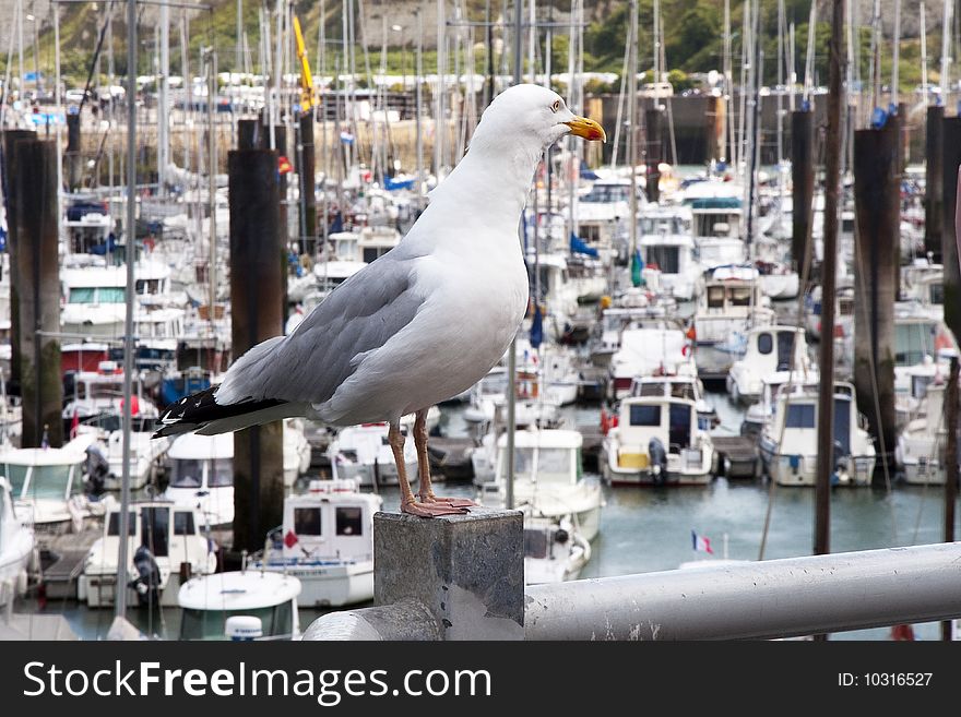 Common gull at Dieppe marina