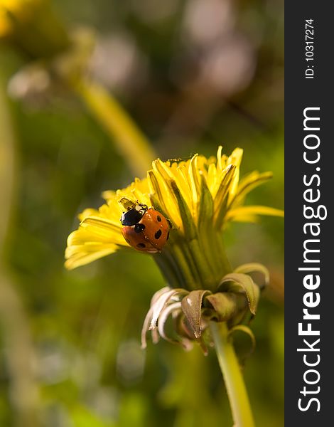 Beautiful yellow dandelion with ladybug on it