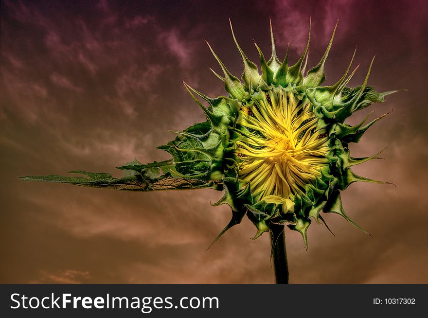 Young sunflower head at dusk