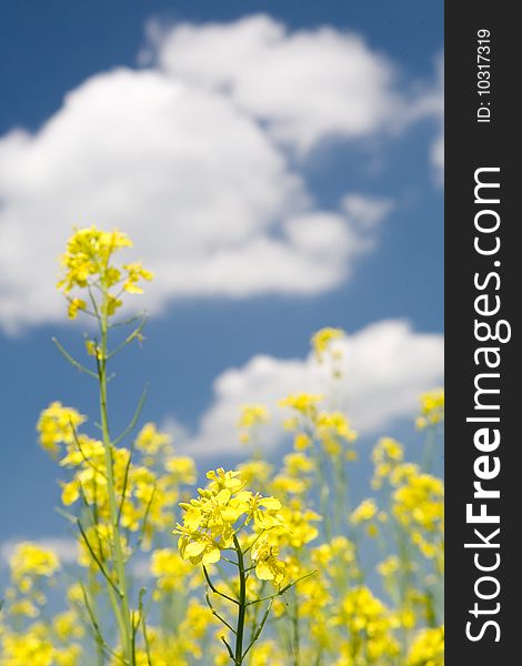 Rural background with yellow flowers and blue sky with clouds. Rural background with yellow flowers and blue sky with clouds