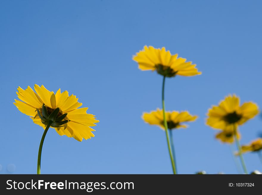 Beautiful yellow flowers over vivid blue sky