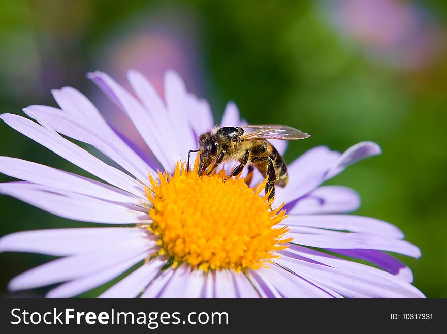 Fine blue flower macro with bee harvesting honey