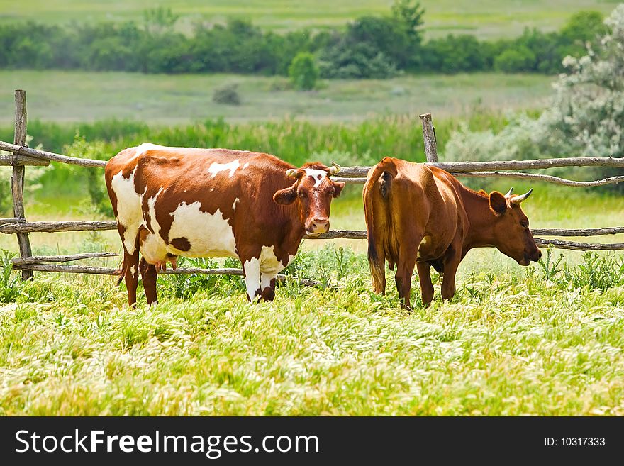 Two brown cows on the pasture