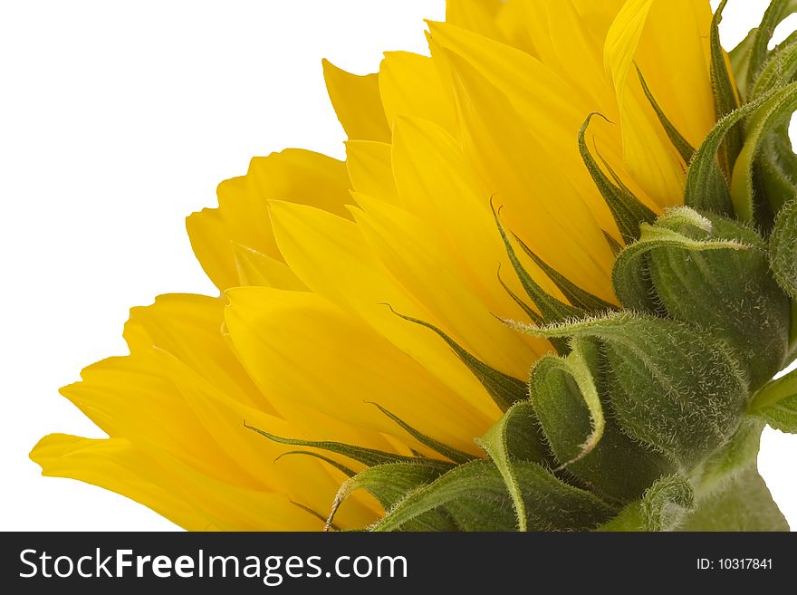Sunflower isolated on a white background. Sunflower isolated on a white background