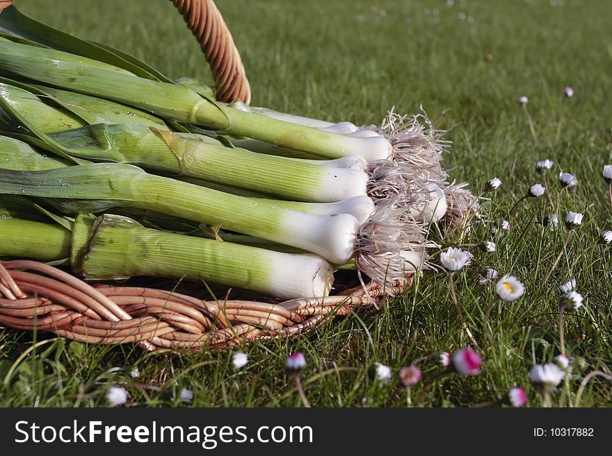 Bunch Of Fresh Leeks Produce