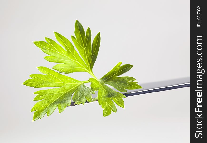 Fresh parsley leaf on a metal knife