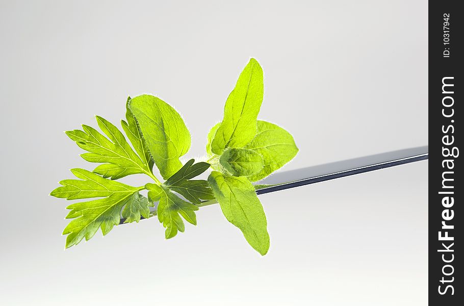 Fresh parsley and oregano leaves on a knife