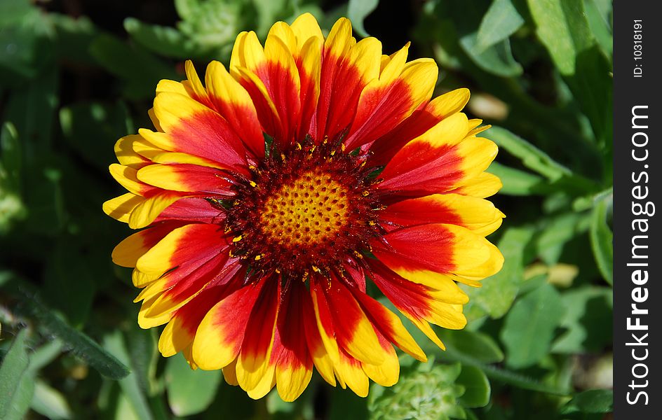 Beautiful summer flower close up. Beautiful summer flower close up