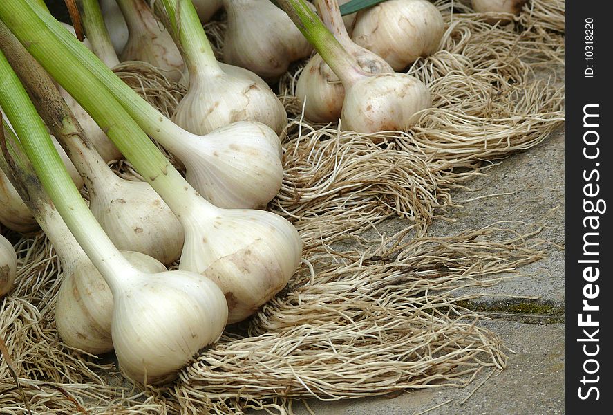 Fresh green garlic after ingathering