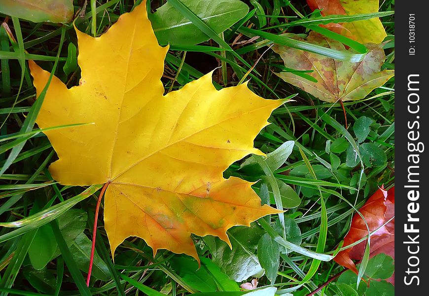 Yellow maple leaf on a green grass