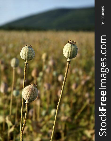 Detail view of three poppyheads with blurred poppy field in background. Detail view of three poppyheads with blurred poppy field in background