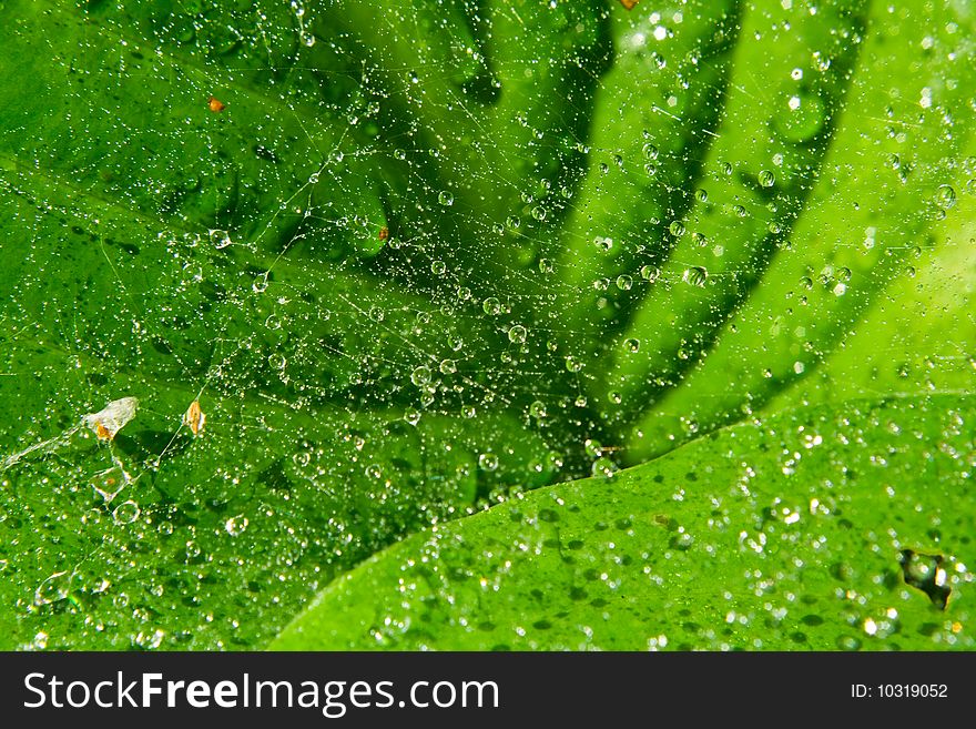 Drops of water on a spider web on a background green leaves