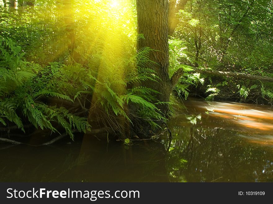 Sunrise in forest and stream