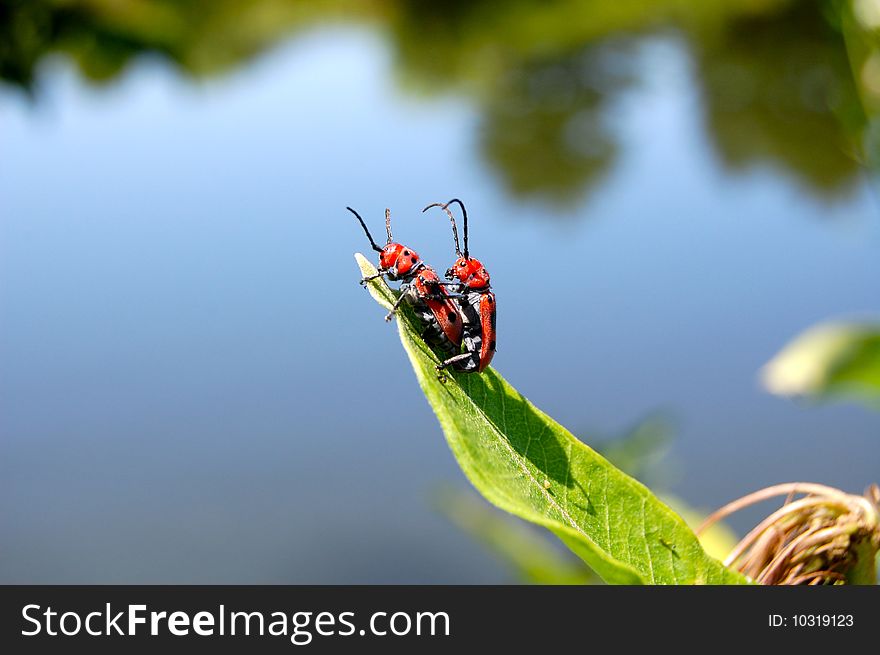 Two milkweed bugs mating on a leaf by a pond.