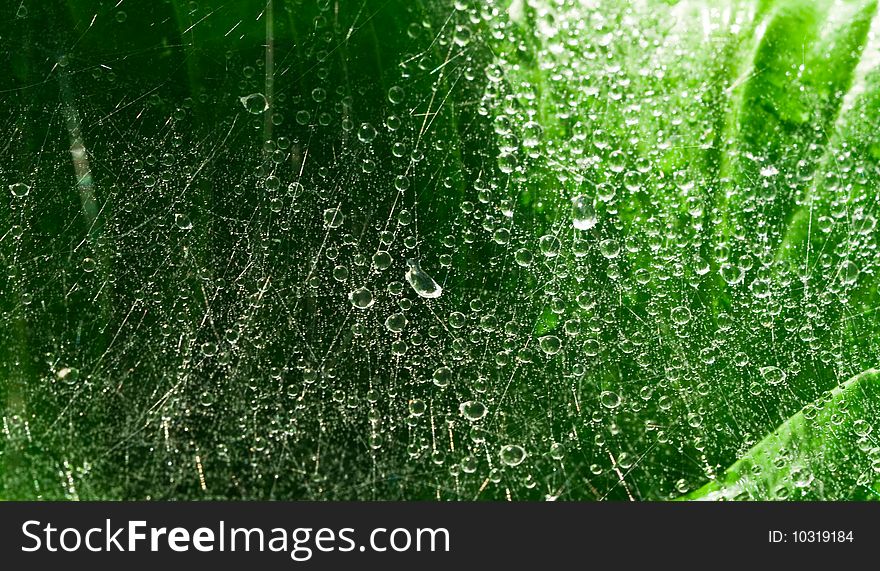 Drops of water on a spider web on a background green leaves