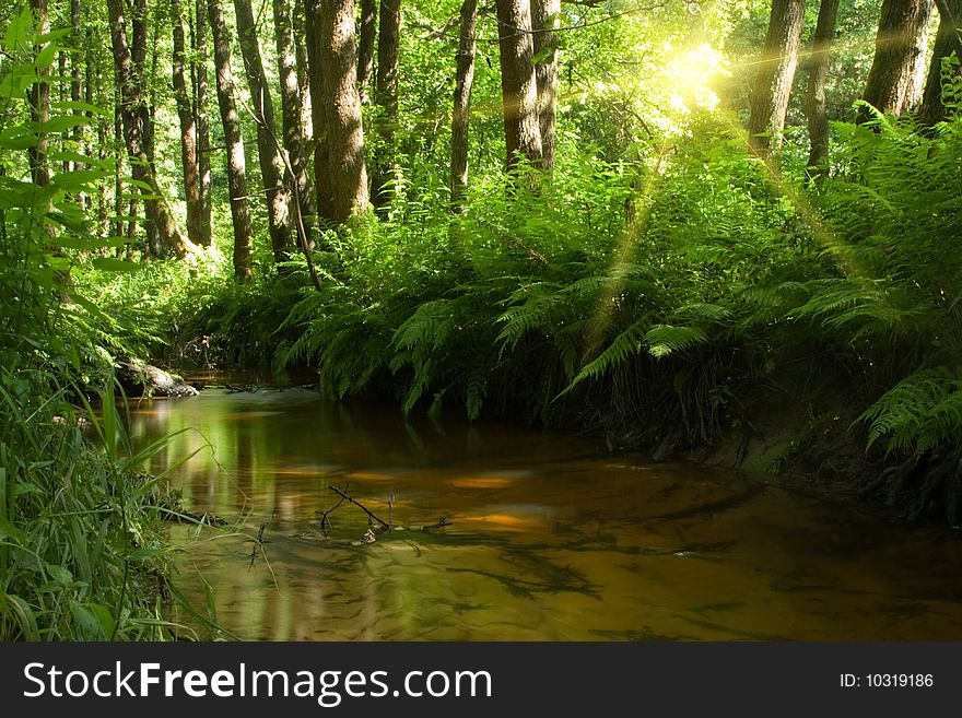 Stream in forest