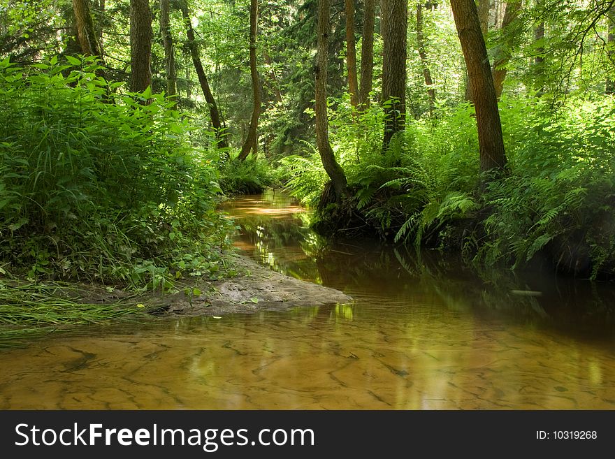 River In Forest