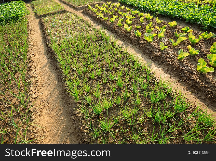 Top view of green vegetable garden