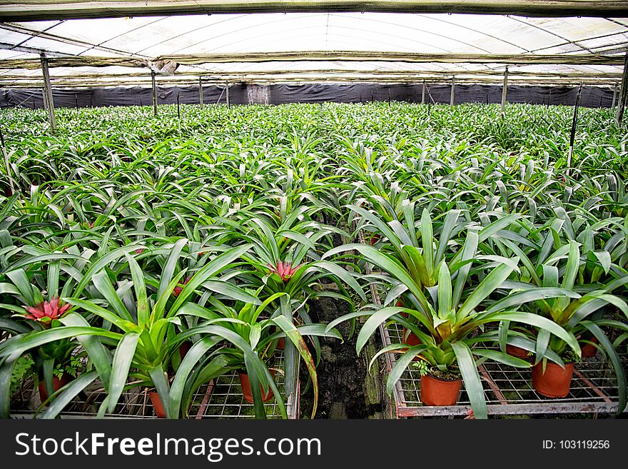 A large number of potted pineapples are in the greenhouse. A large number of potted pineapples are in the greenhouse.