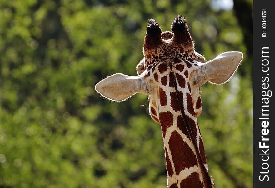 Giraffe, Terrestrial Animal, Wildlife, Giraffidae