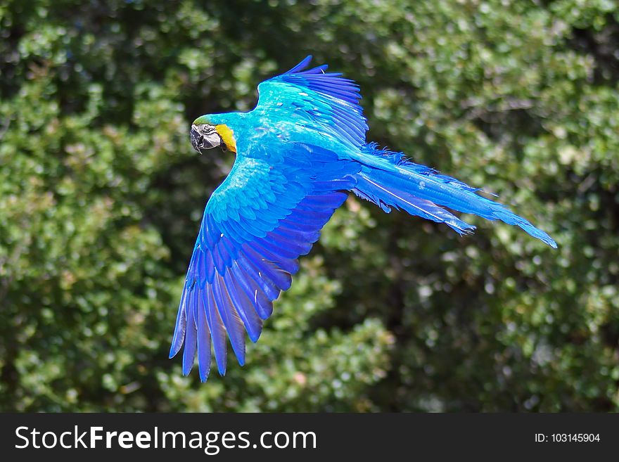 Bird, Macaw, Parrot, Beak