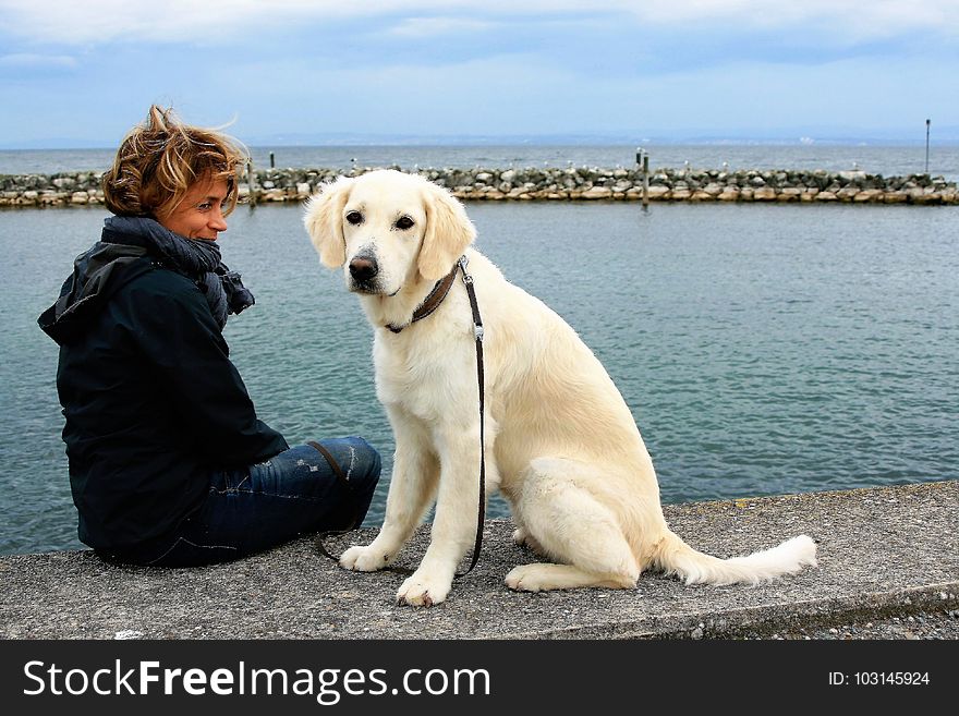 Dog, Dog Like Mammal, Dog Breed, Retriever