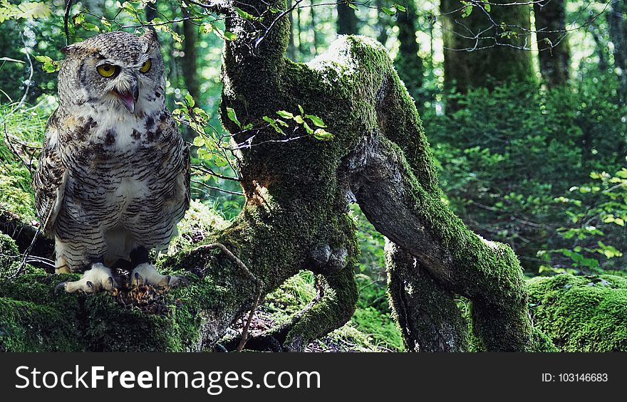 Owl, Tree, Fauna, Bird