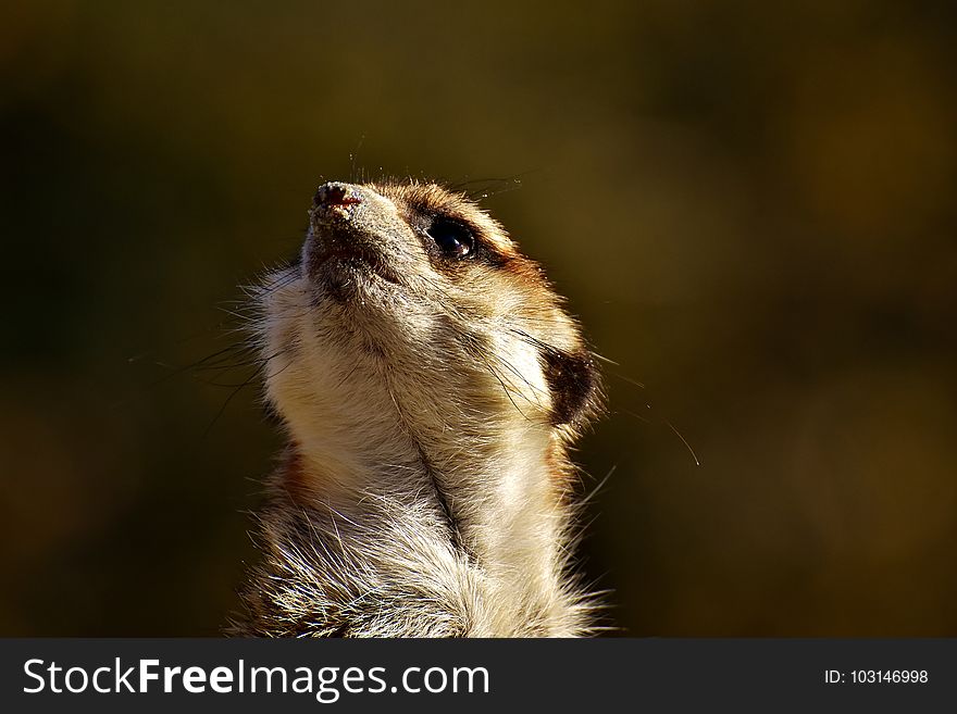 Meerkat, Mammal, Fauna, Wildlife