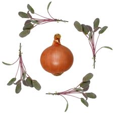 Sage And Onion Stock Photography Sage And Onion Stock Photography