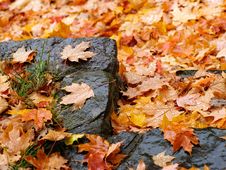 Step In Autumn Royalty Free Stock Images Step In Autumn Royalty Free Stock Images