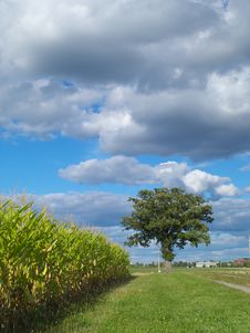 Farm Field And A Lonely Tree Royalty Free Stock Photography Farm Field And A Lonely Tree Royalty Free Stock Photography