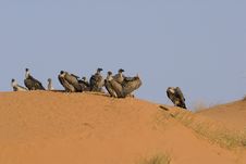 Vultures Sitting On A Sand Dune. Stock Photography