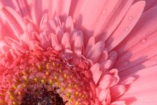 Pink Gerbera Royalty Free Stock Photography