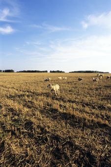 Golden Field And Sheeps Stock Photography Golden Field And Sheeps Stock Photography
