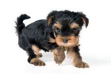 Puppy Of The Terrier In Studio Stock Photography