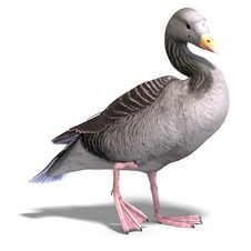 Grey Goose Royalty Free Stock Photo