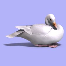 Snow Goose Stock Photography