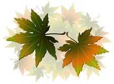 Maple Leaves Stock Images Maple Leaves Stock Images