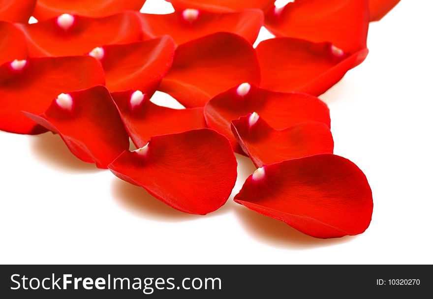 Red rose petals on white