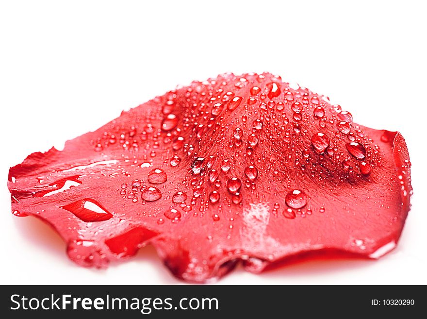 Red rose petal with water drops on white