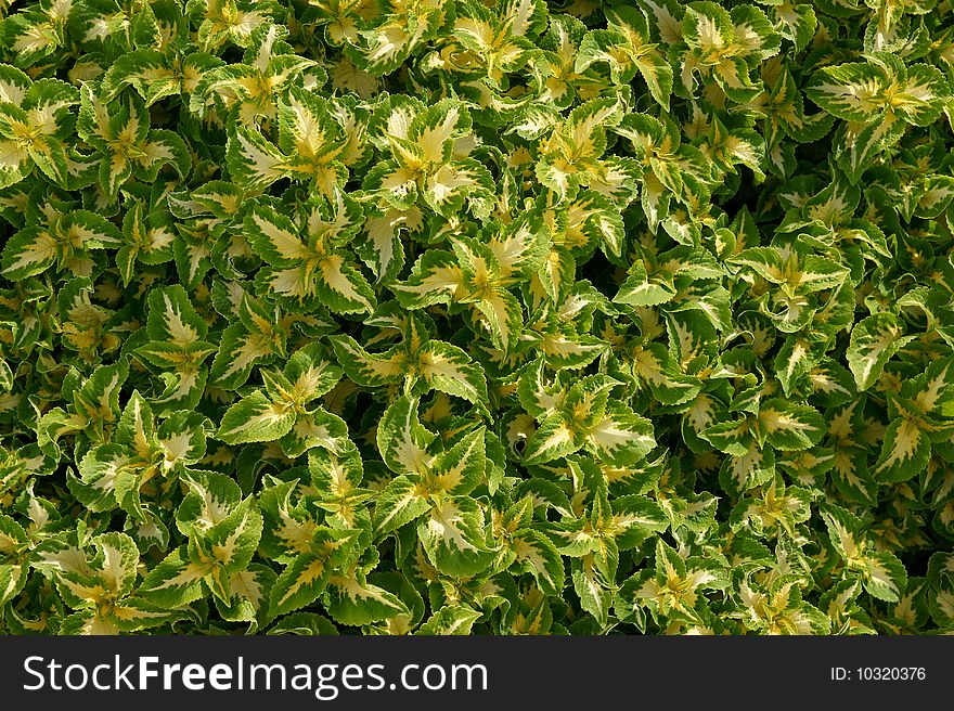 Abstract background from green leaves