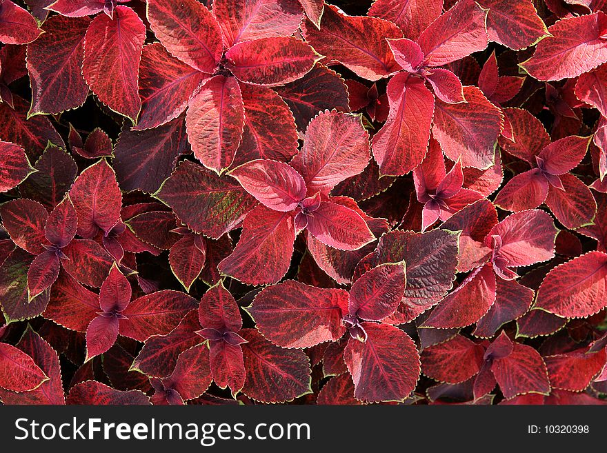 Abstract background from red leaves