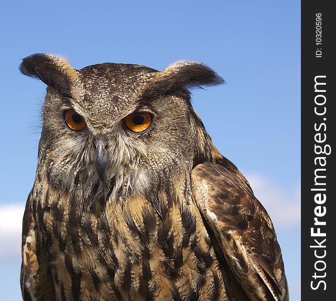 Owl and a blue sky. Owl and a blue sky