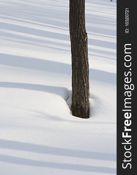 Tree And Snow