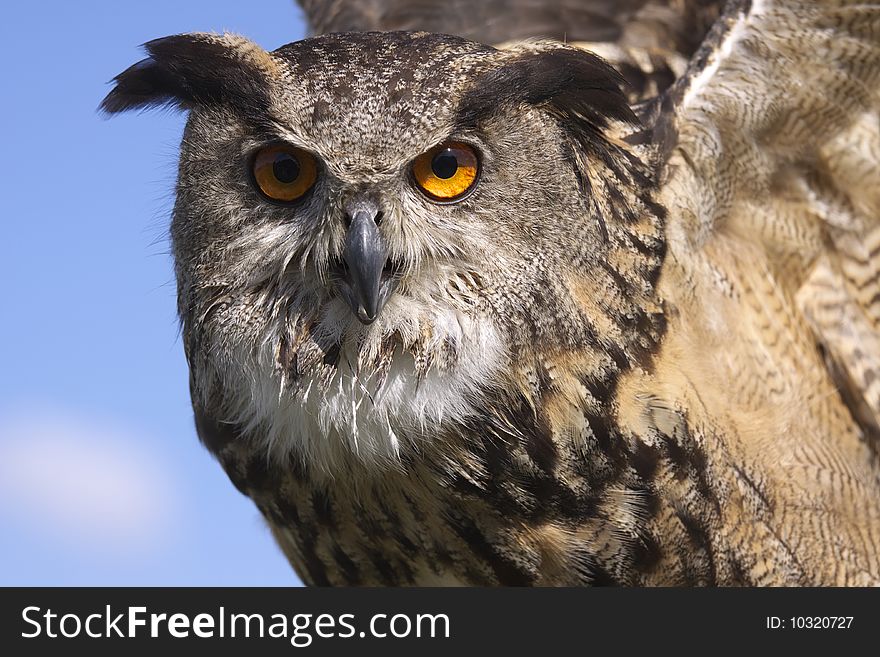 Owl and a blue sky. Owl and a blue sky