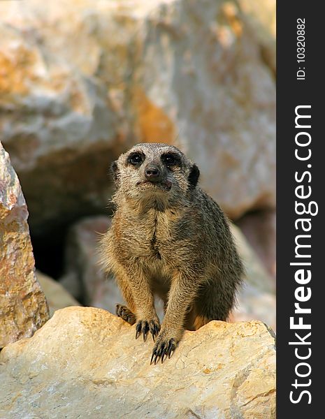 Suricata keep the area of. Suricata keep the area of