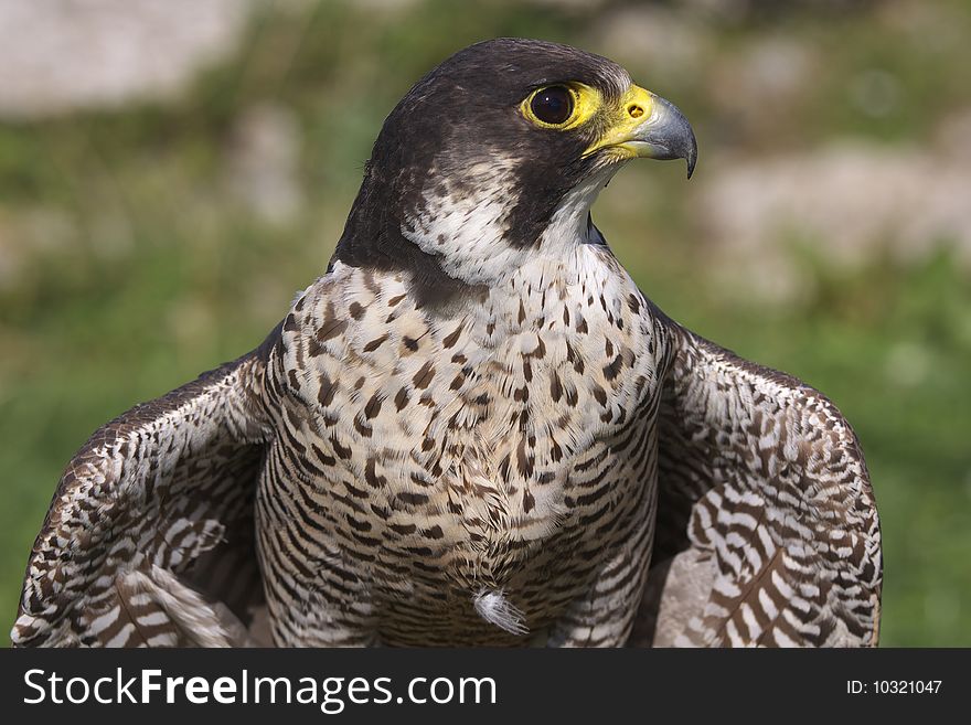 Falcon portrait on the Alb in Germany