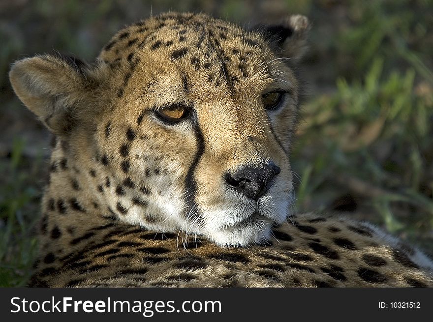 Cheetah Looking Over Shoulder