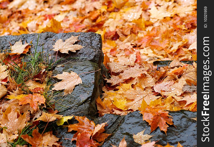 Autumn leaves fallen on the step. Autumn leaves fallen on the step